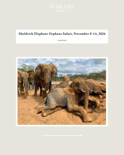 Sheldrick Elephant Orphans Safari