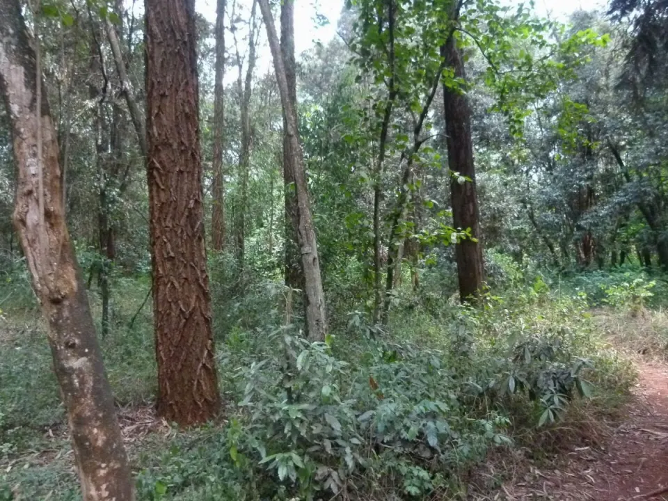 Nairobi Arboretum